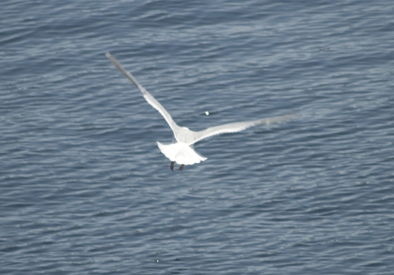 313-0704 Sea Gull.jpg